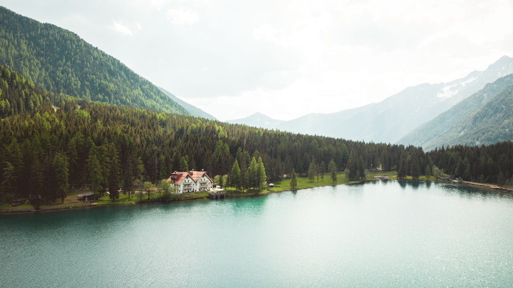 green trees near lake during daytime