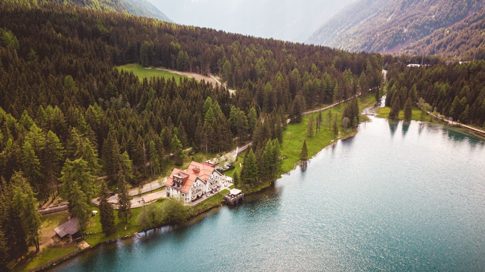 green trees near body of water during daytime