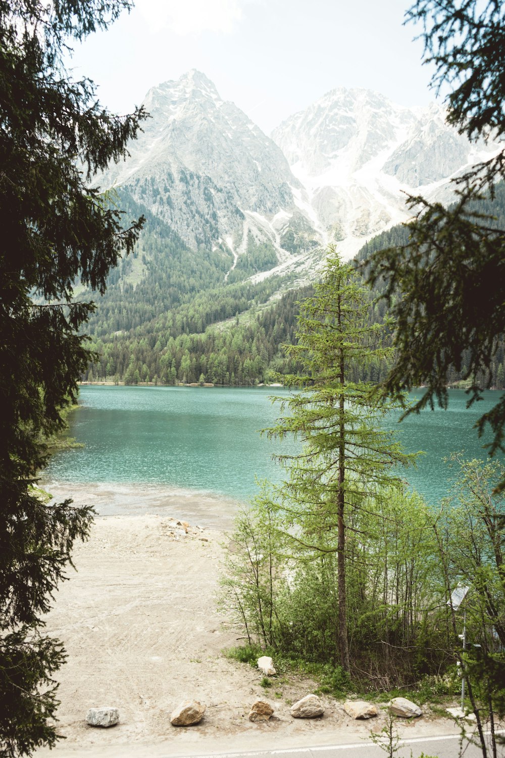 green trees near lake and mountains during daytime