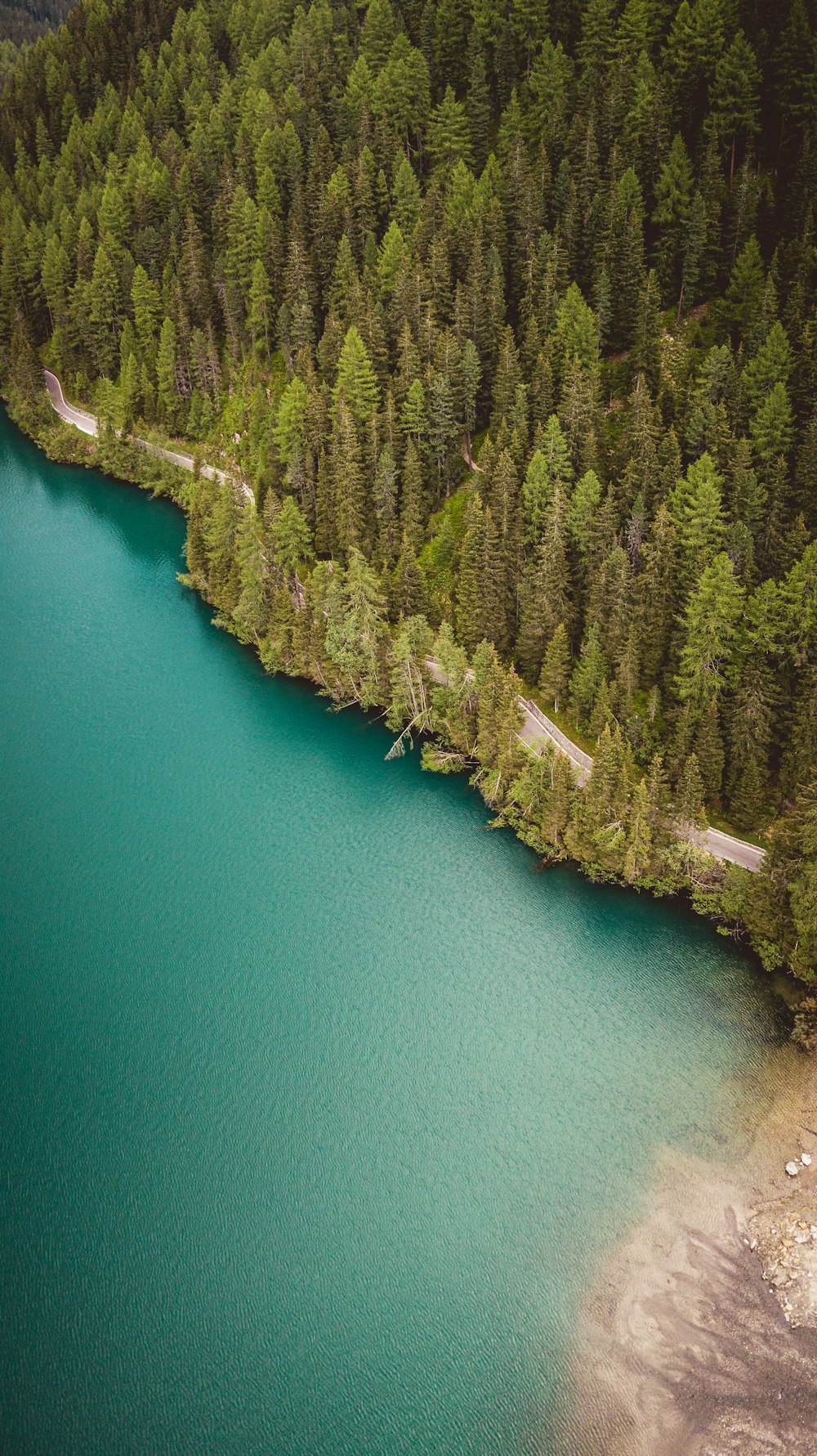 aerial view of green trees beside body of water during daytime