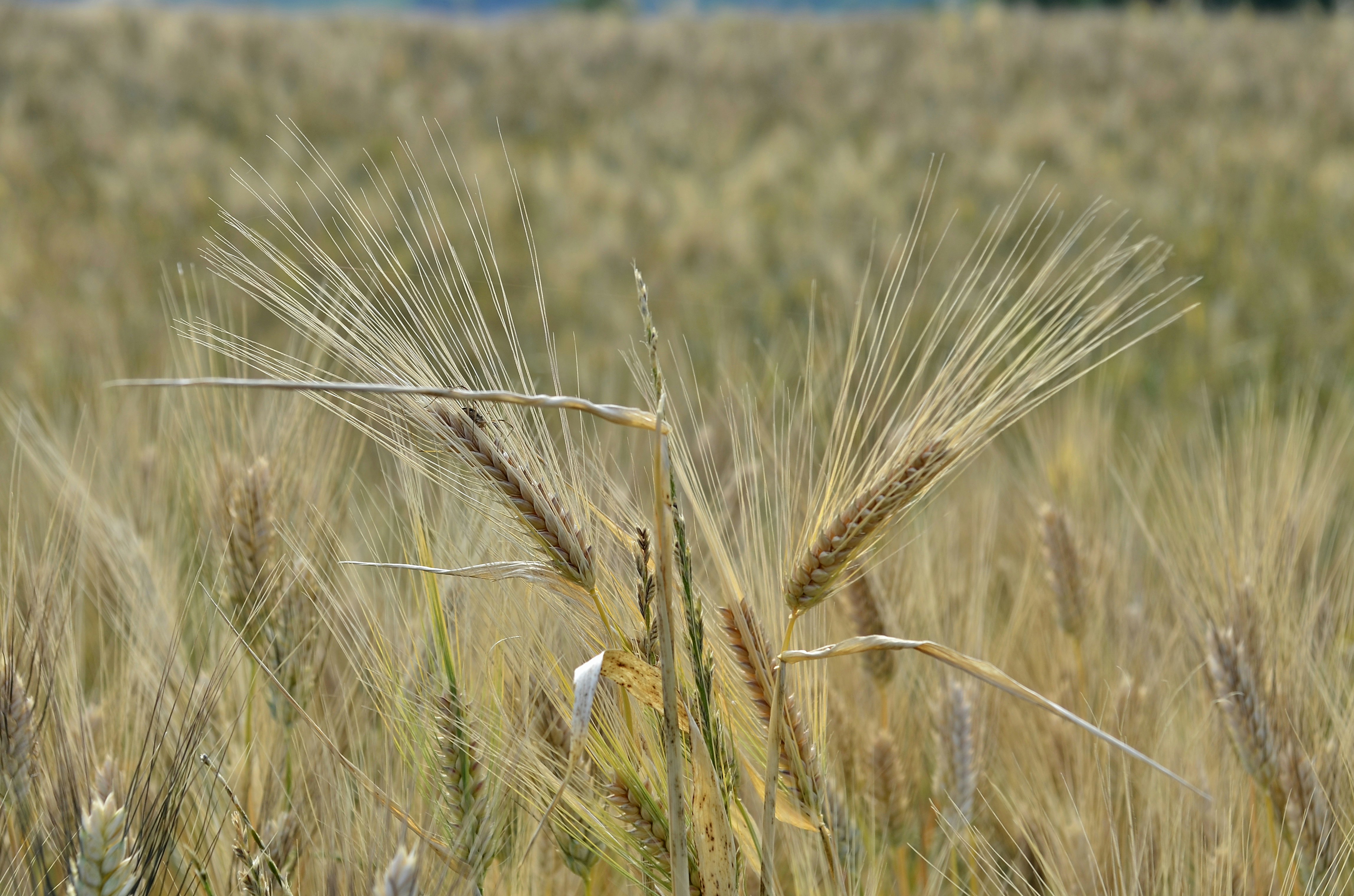 brown wheat field during daytime
