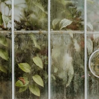 green and yellow leaves on glass window