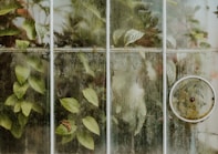 green and yellow leaves on glass window