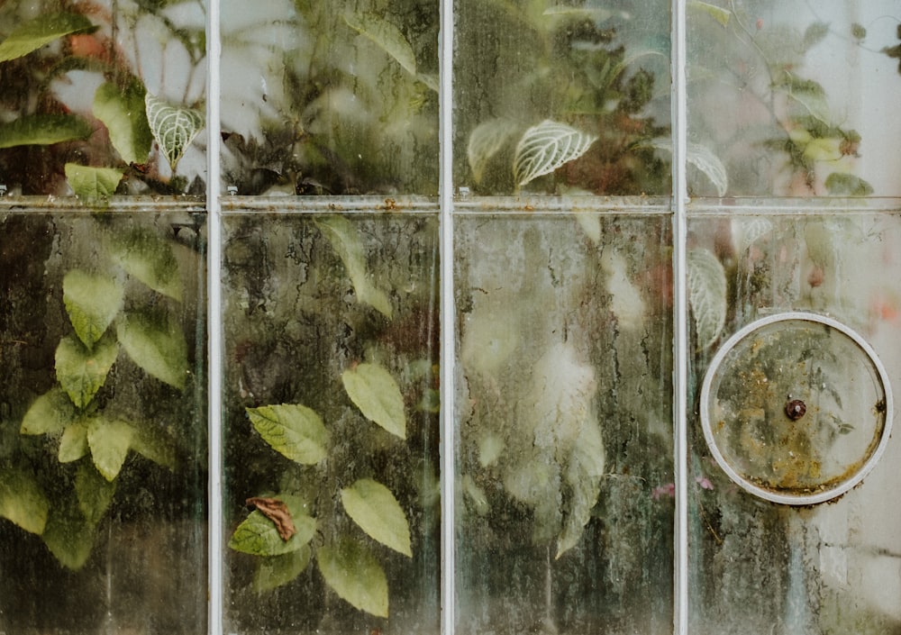 green and yellow leaves on glass window