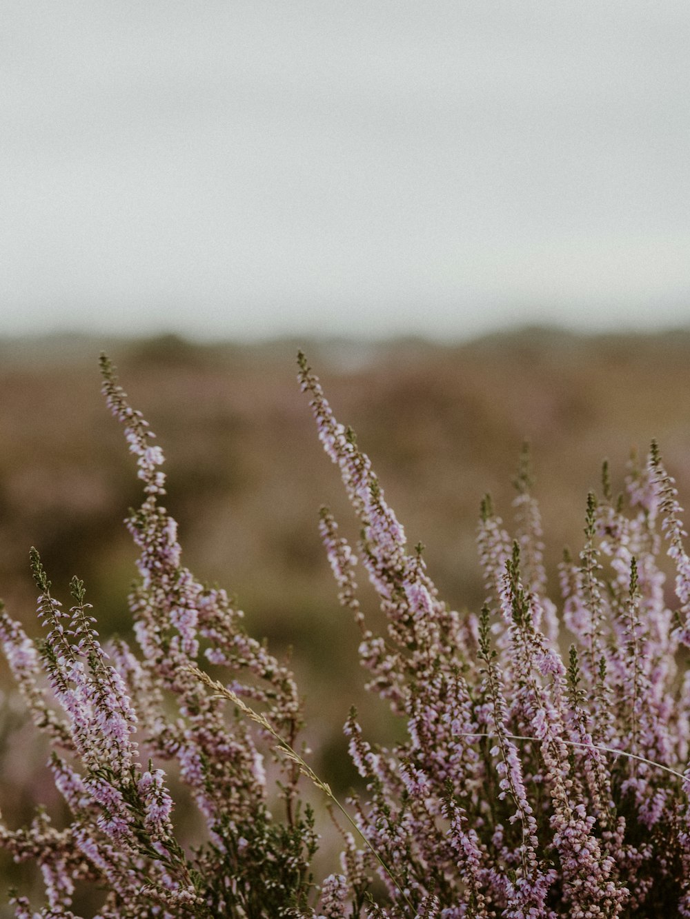 purple flower in tilt shift lens