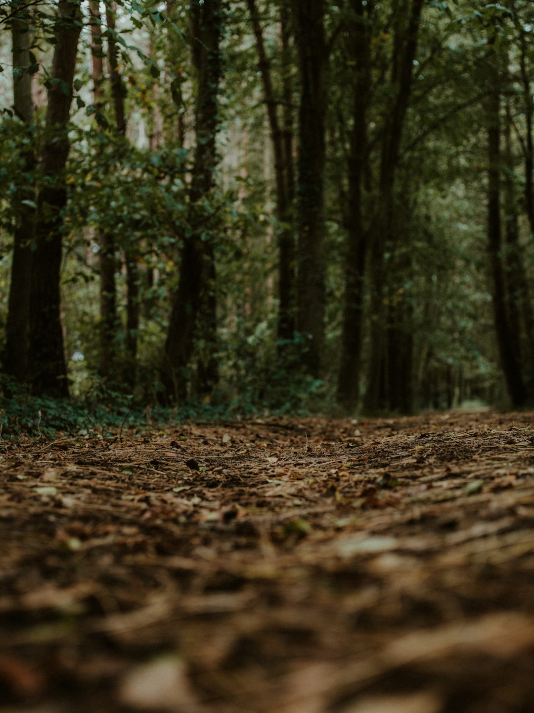 brown dried leaves on ground