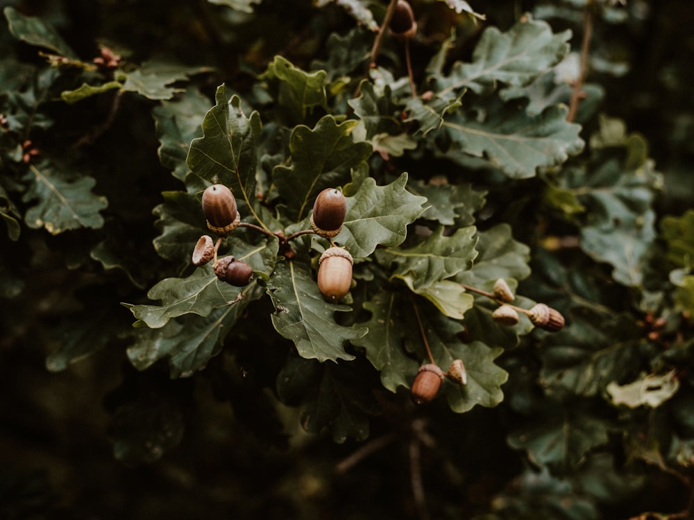 green and brown leaves with water droplets