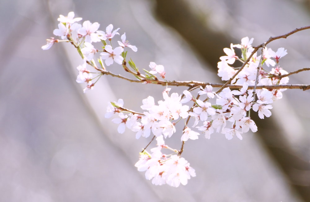 Flor de cerezo blanco en fotografía de primer plano