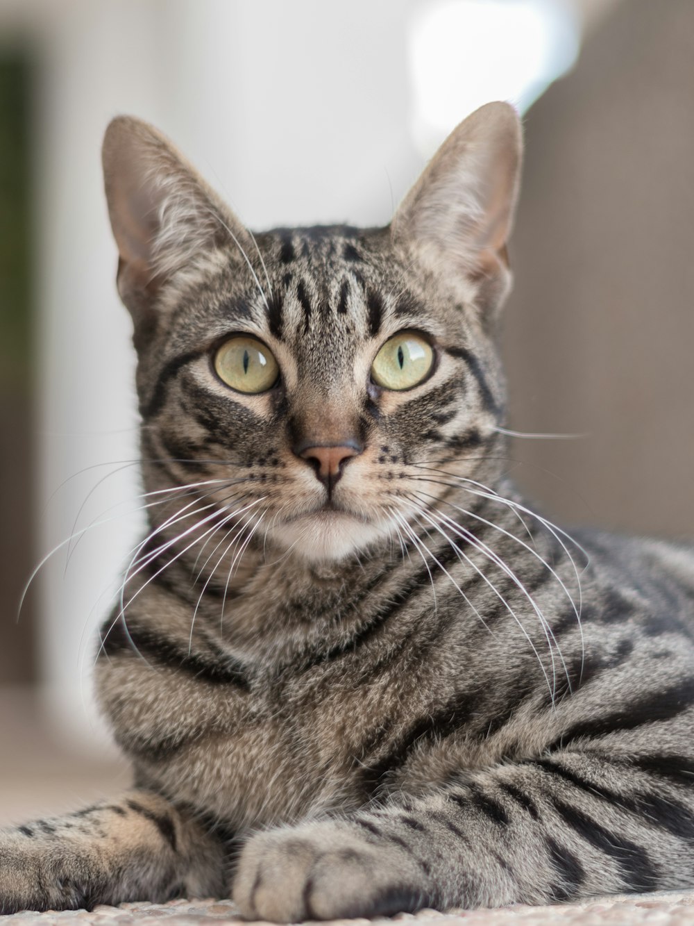 brown tabby cat in tilt shift lens