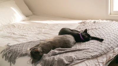 black and brown short coated dog lying on bed