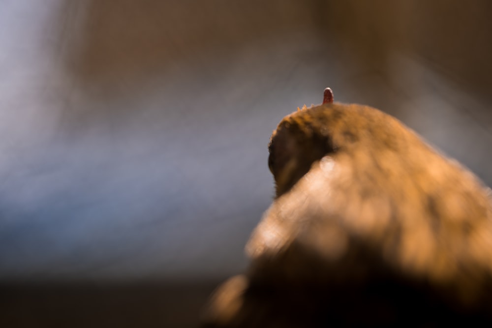 brown rock in close up photography