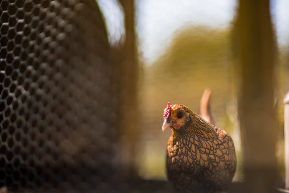 Poule brune et noire debout sur une planche de bois marron