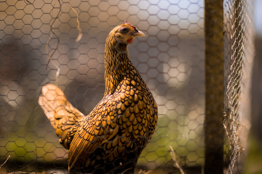 brown and black hen on green grass during daytime