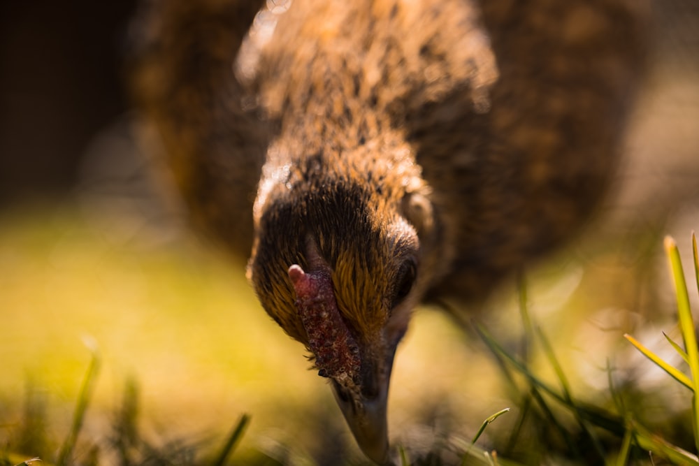 brown and white bird on green grass during daytime