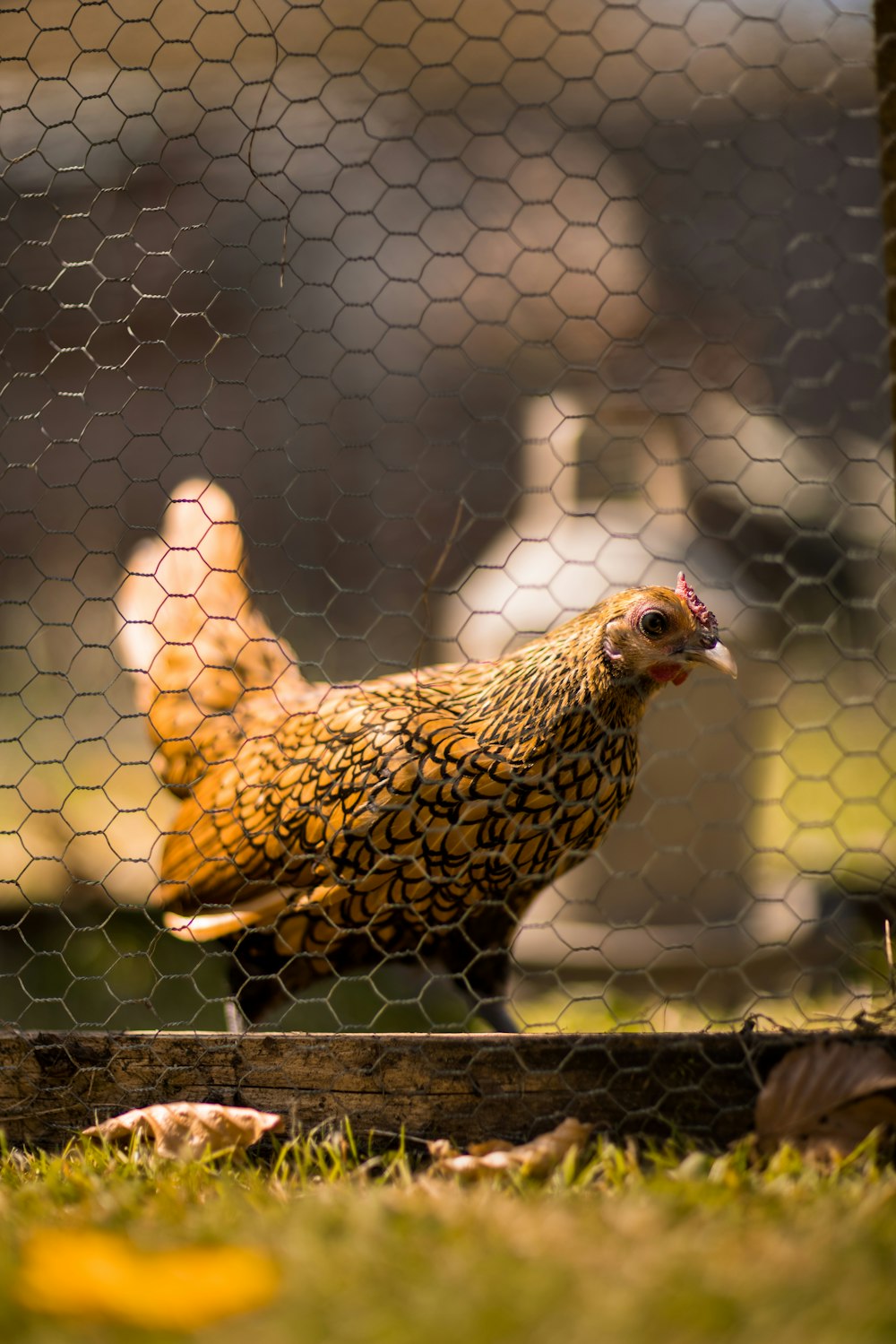 brown and black hen on black metal fence