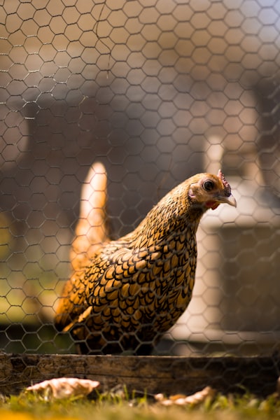 brown and black hen in cage