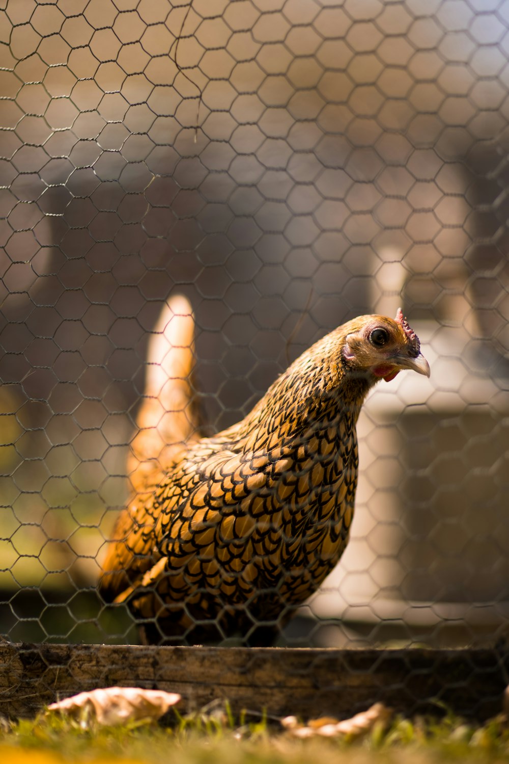 brown and black hen in cage