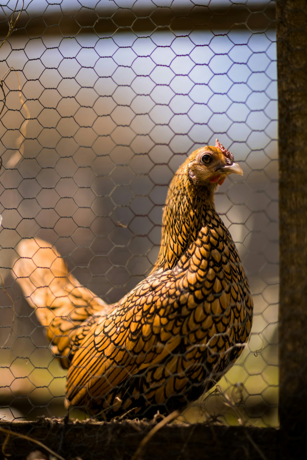 gallina marrón y negra en jaula