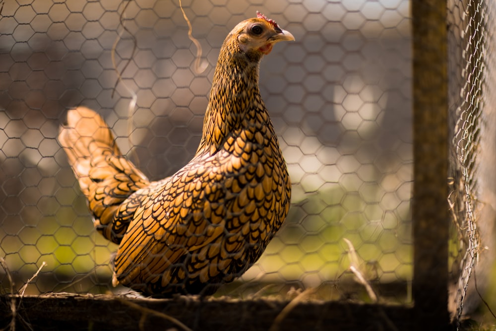 brown and white hen on brown wooden table