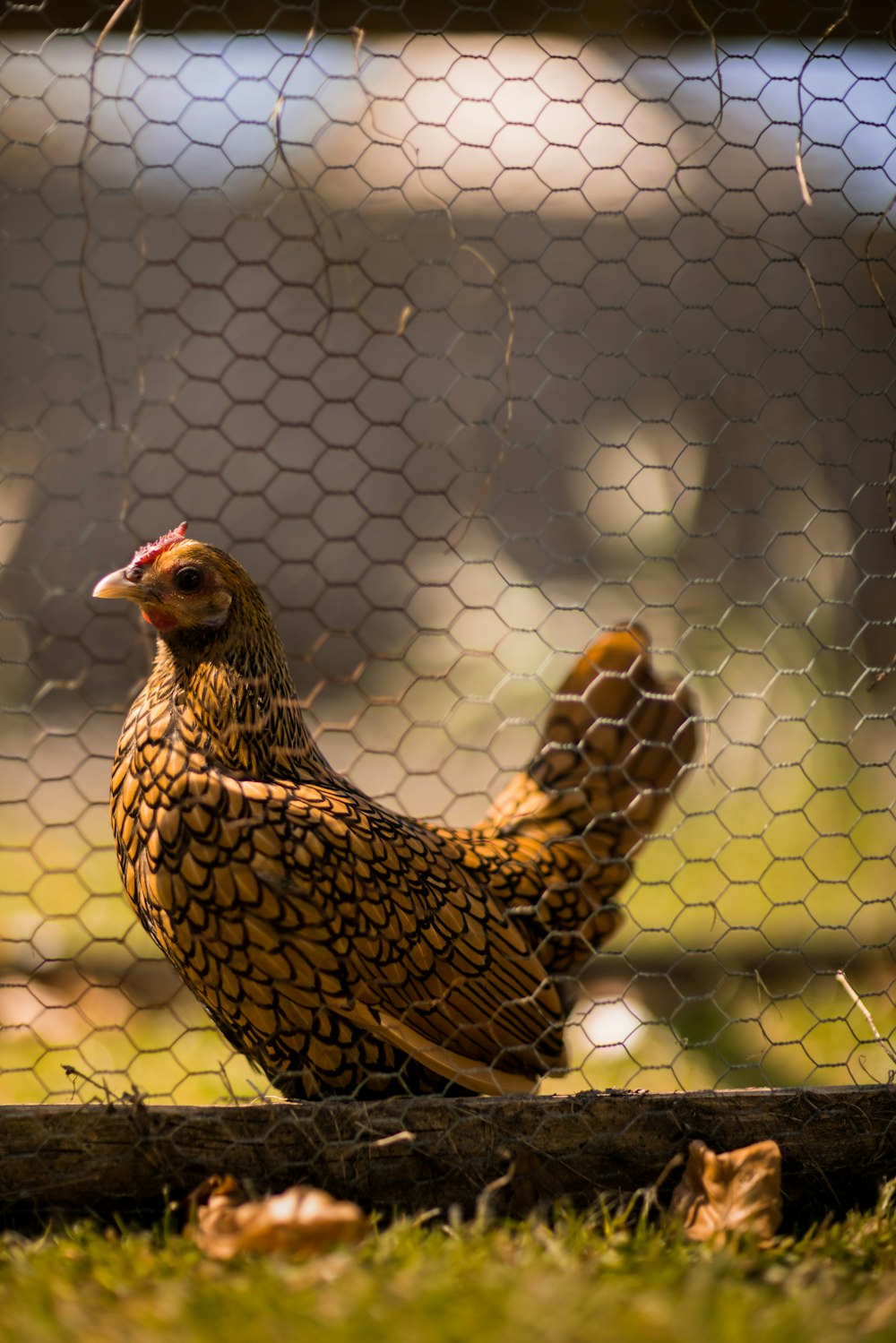 brown and black hen on cage