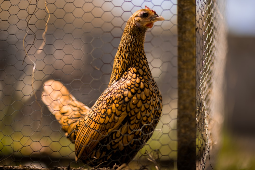 brown and black hen on cage