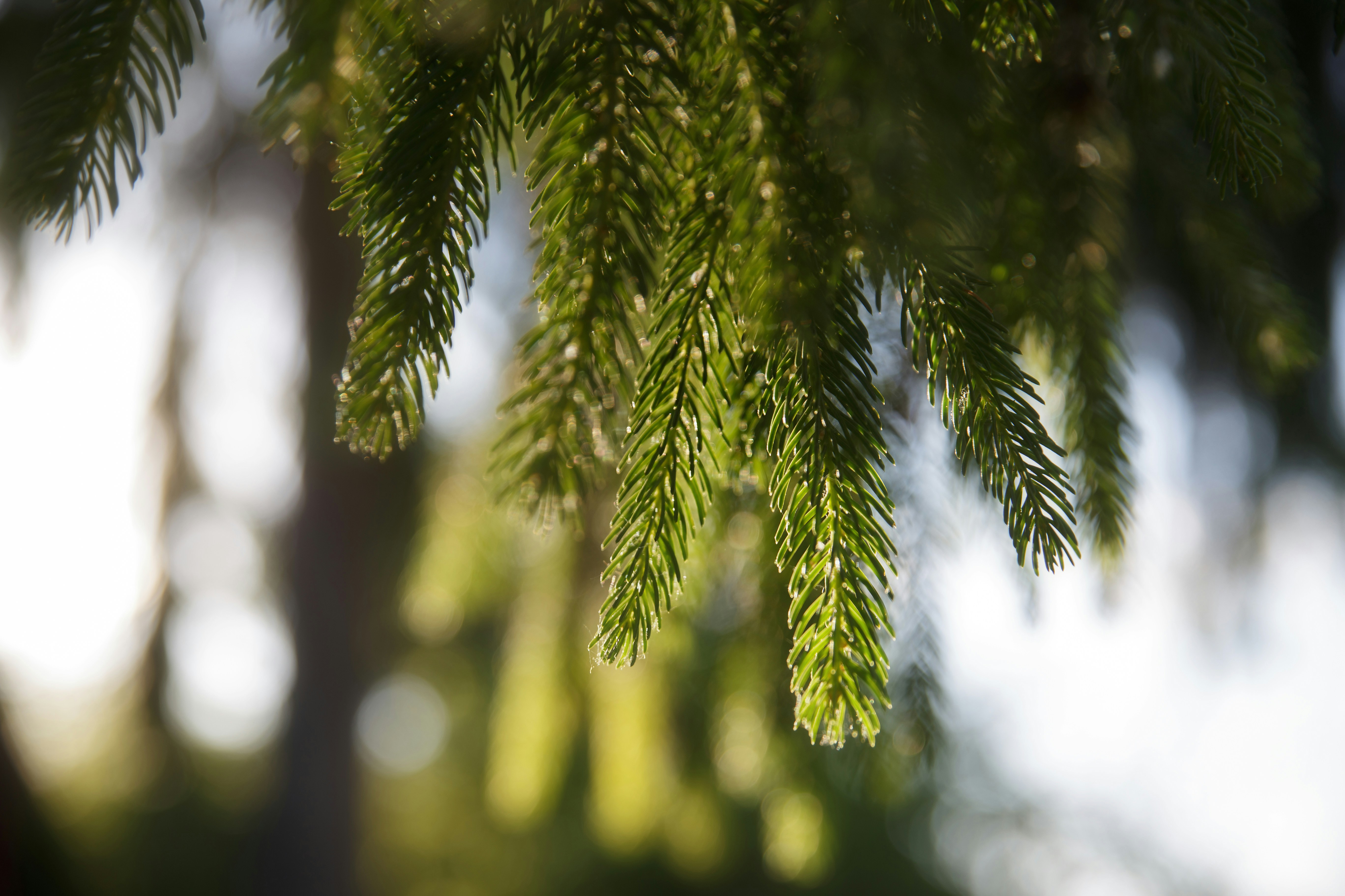 Photo by sylvester_s