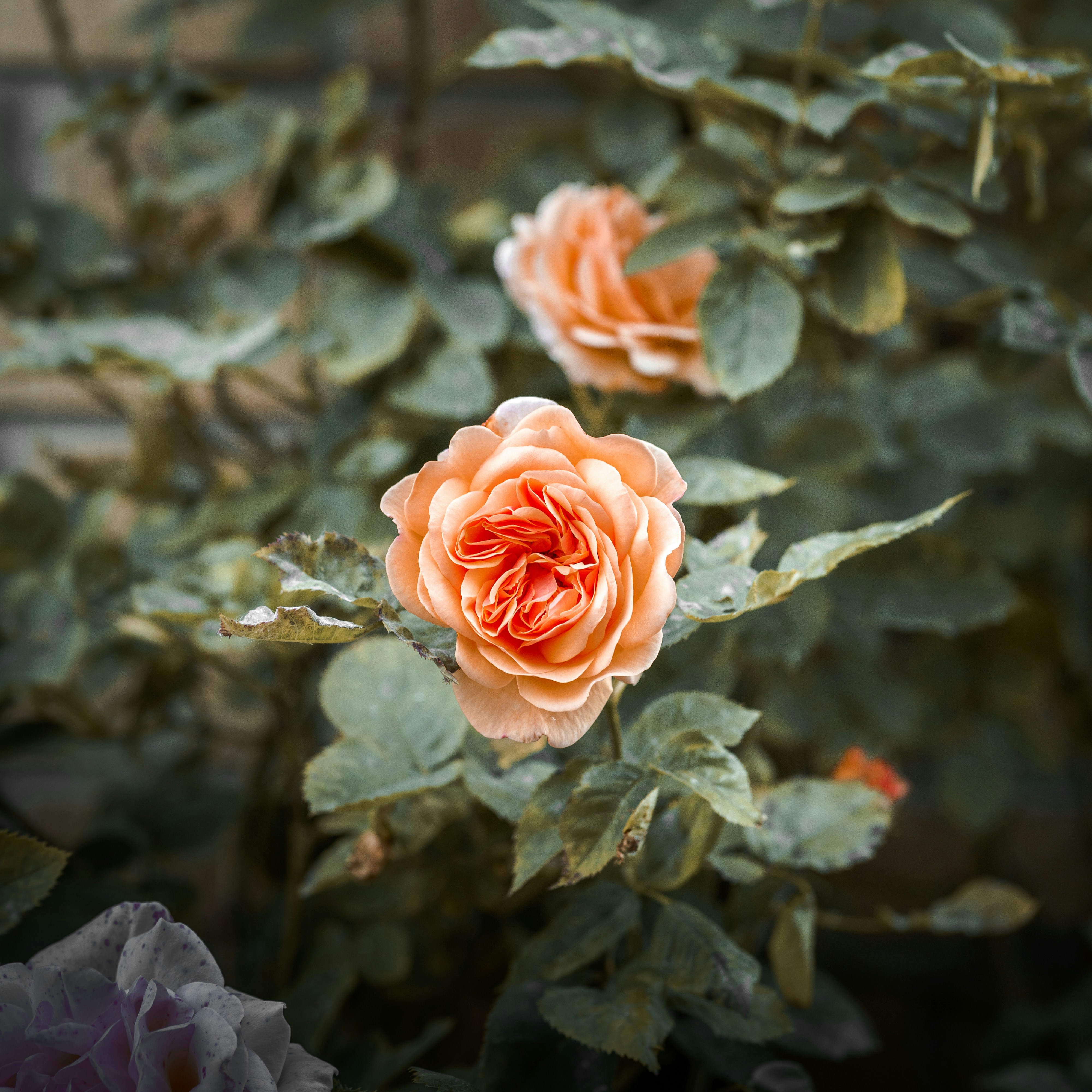 Foto Rosa rosa en flor durante el día – Imagen Suecia gratis en Unsplash
