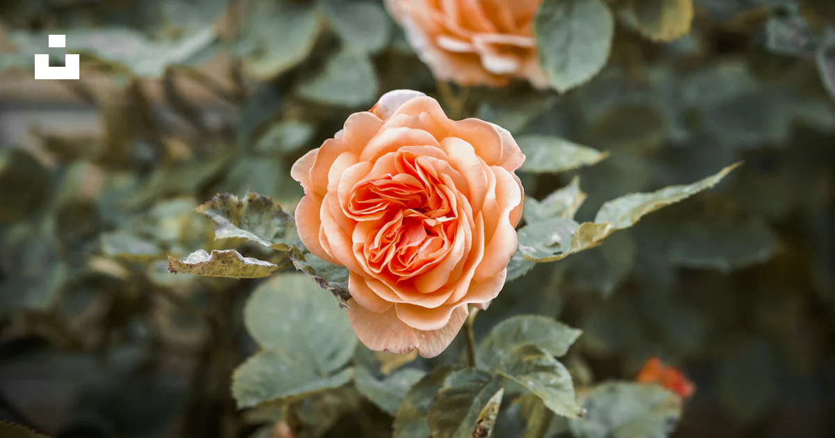 Foto Rosa rosa en flor durante el día – Imagen Suecia gratis en Unsplash