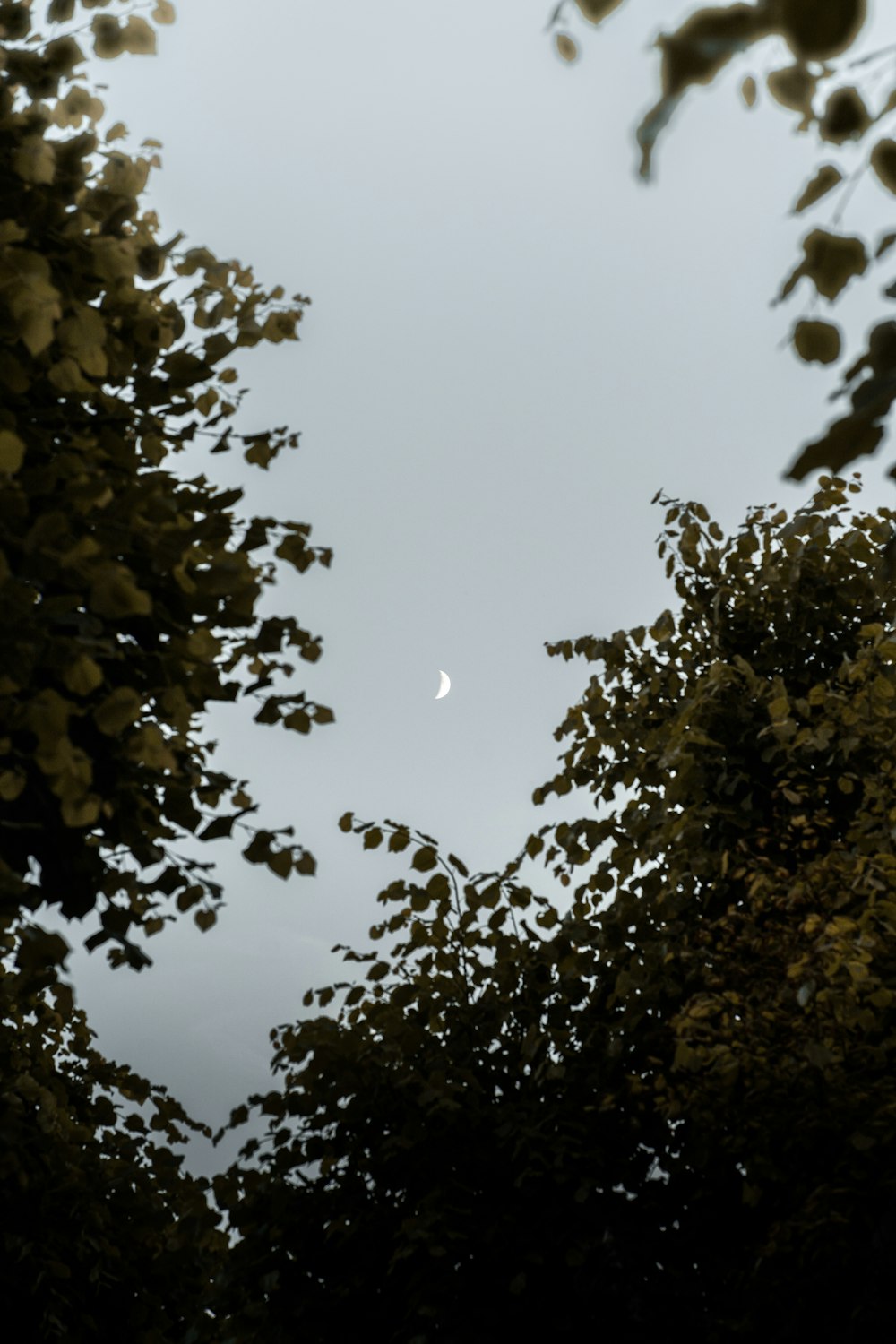 green tree under white sky during daytime