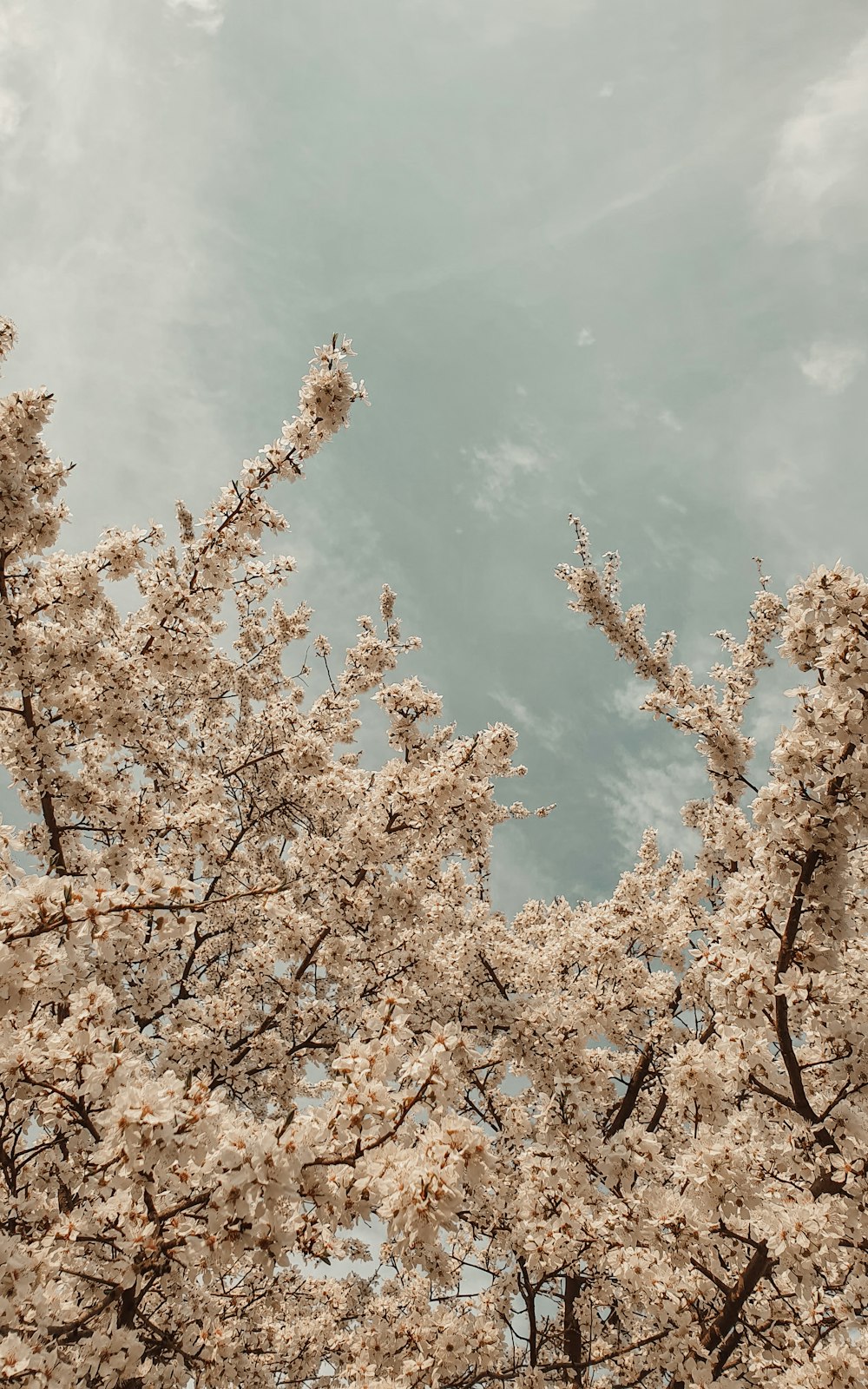 pink cherry blossom tree under blue sky and white clouds during daytime