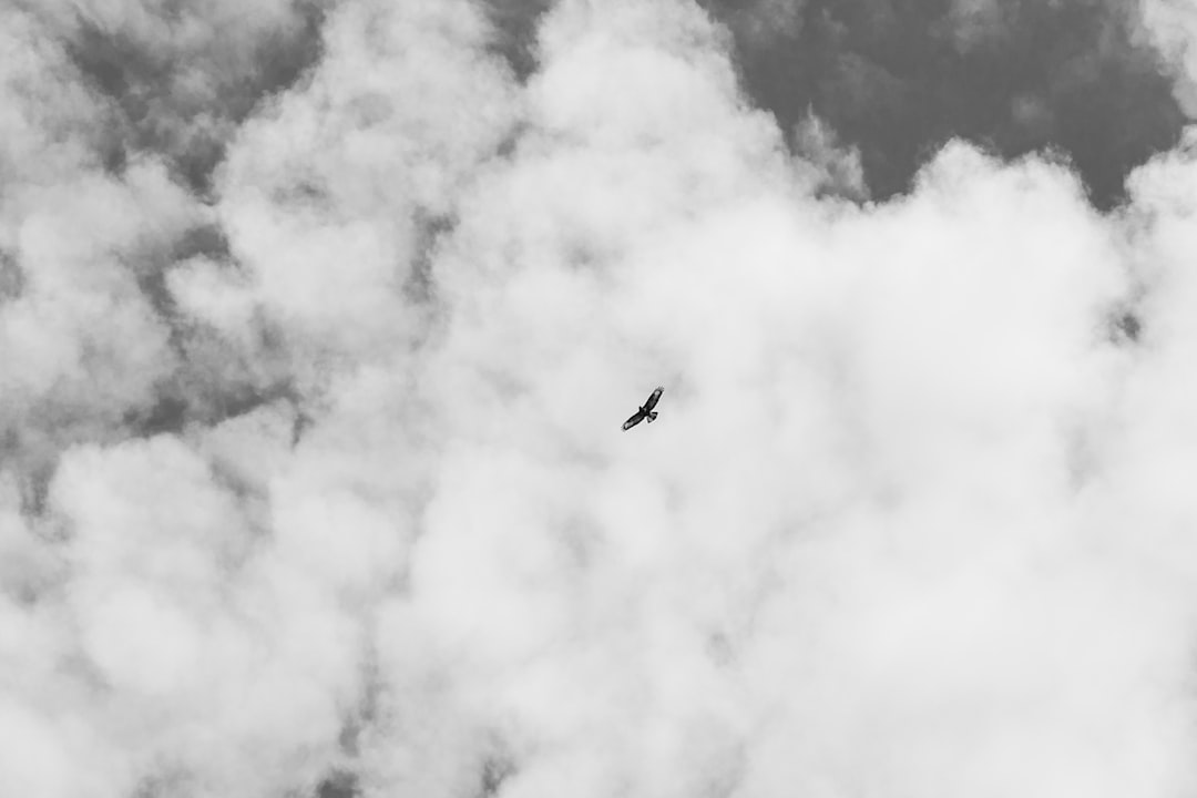 black bird flying under white clouds