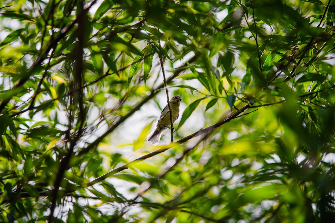 brown and white bird on green tree branch during daytime