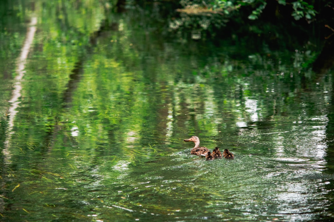 brown duck on water during daytime