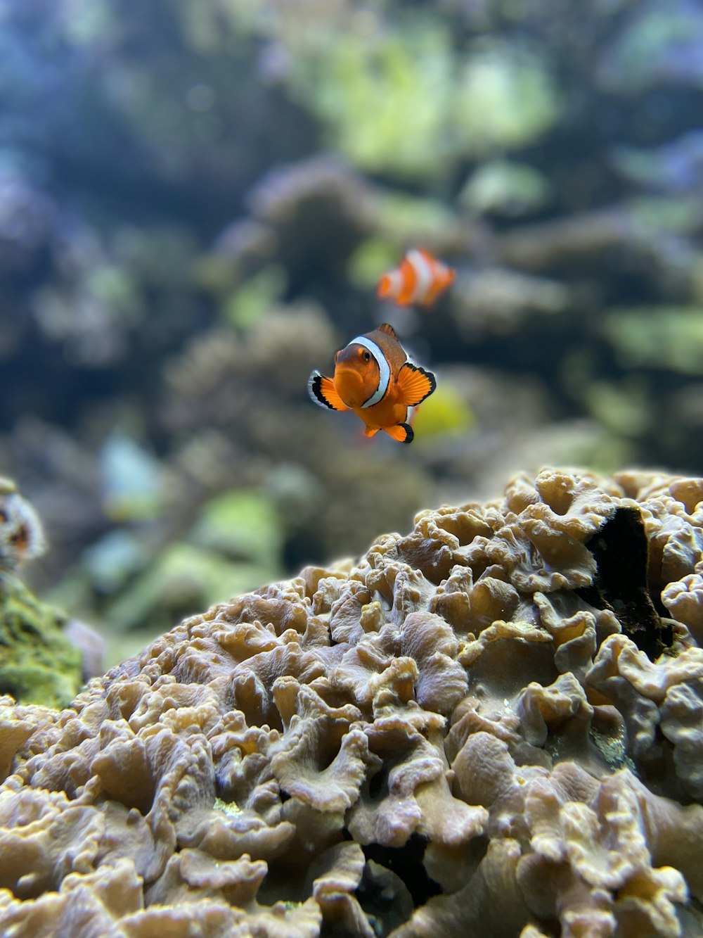 갈색 산호초에 주황색과 흰색 광대 물고기