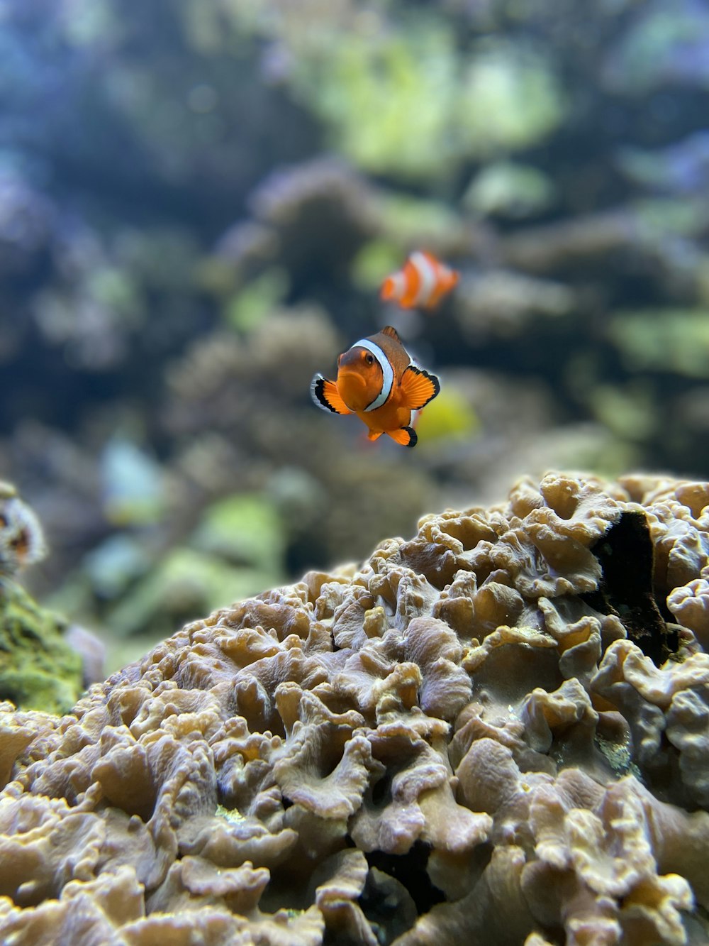 Pez payaso naranja y blanco en arrecife de coral marrón