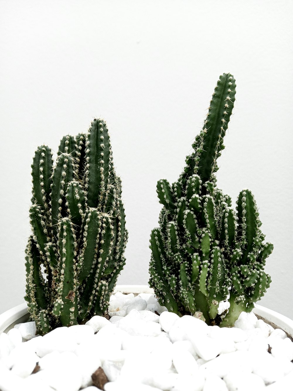 green cactus plant on white ceramic pot