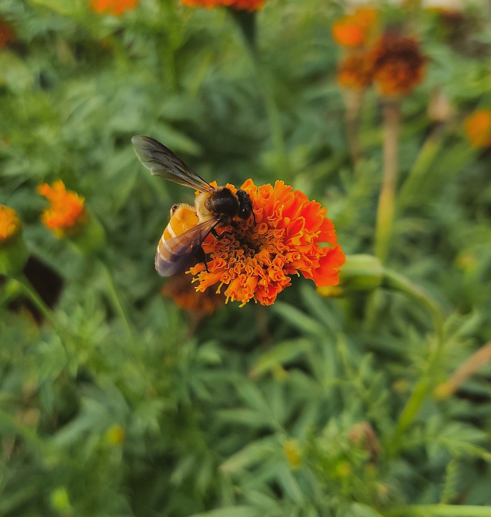 honeybee perched on orange flower in close up photography during daytime