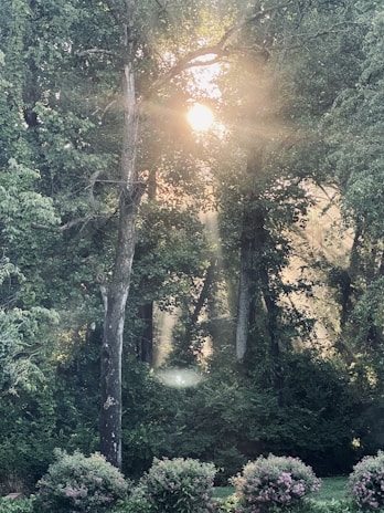 Sunlight filtering through tall trees in the woodland area with vibrant green plants below.