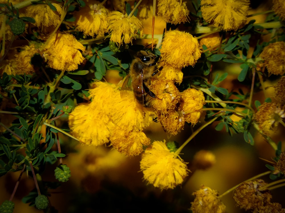 bee on yellow flower in tilt shift lens