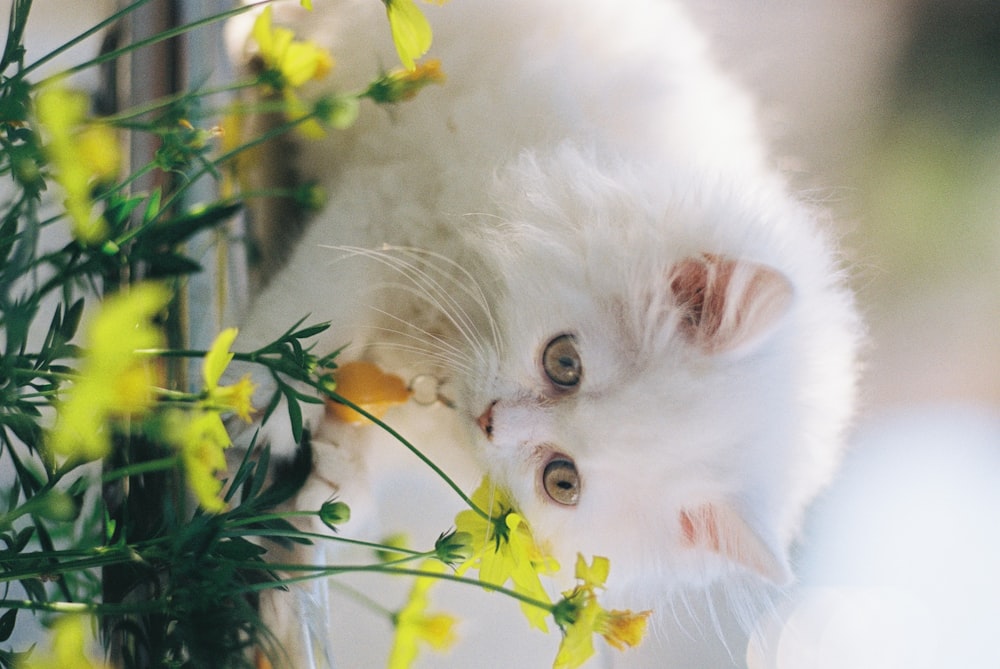 white cat on green plant