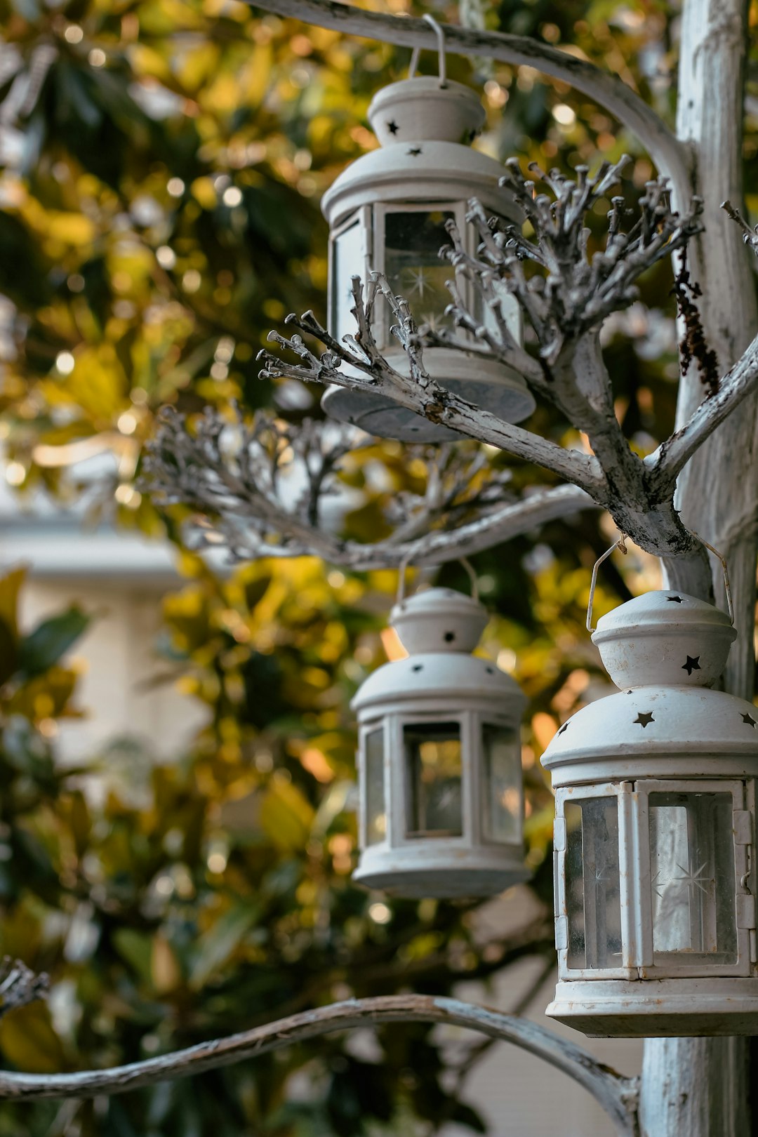white candle lantern on tree branch