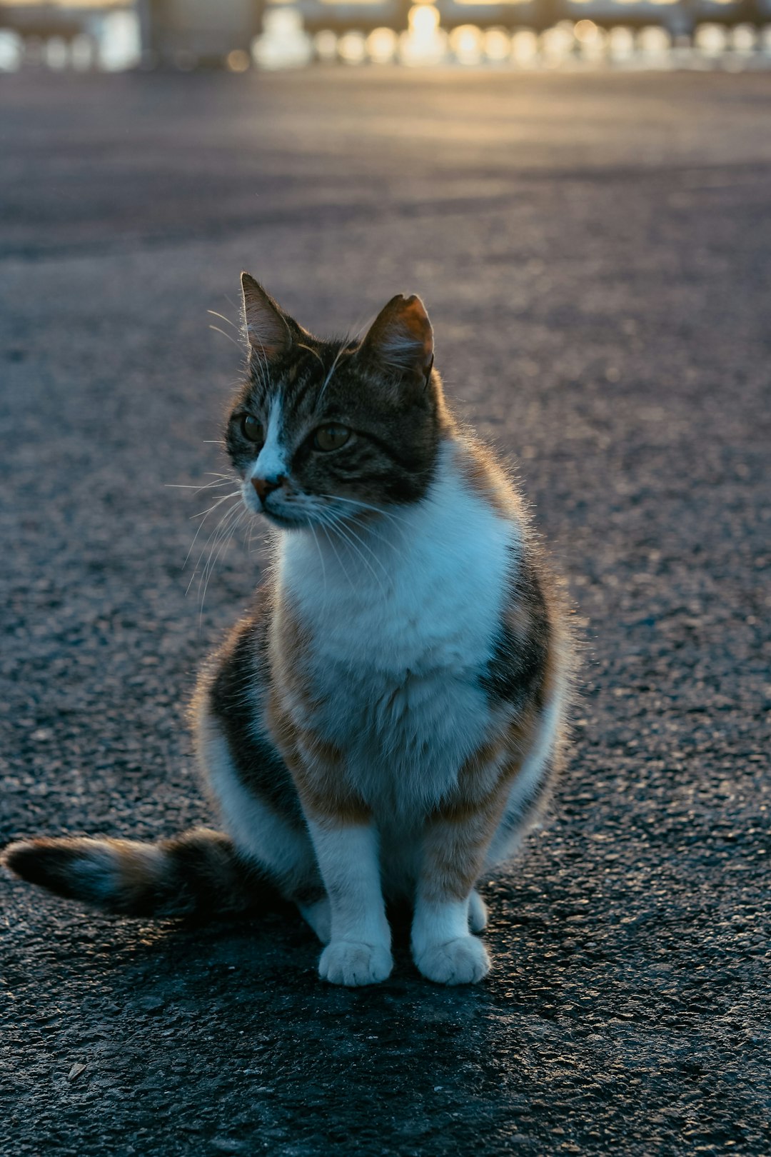 white brown and black cat sitting on gray concrete floor