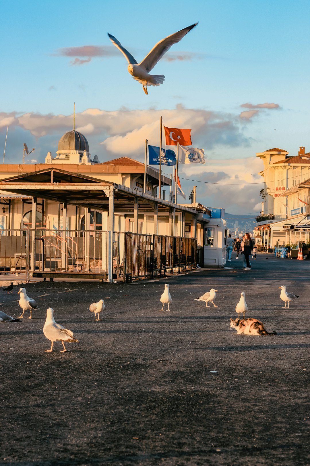 flock of white birds on gray concrete floor during daytime