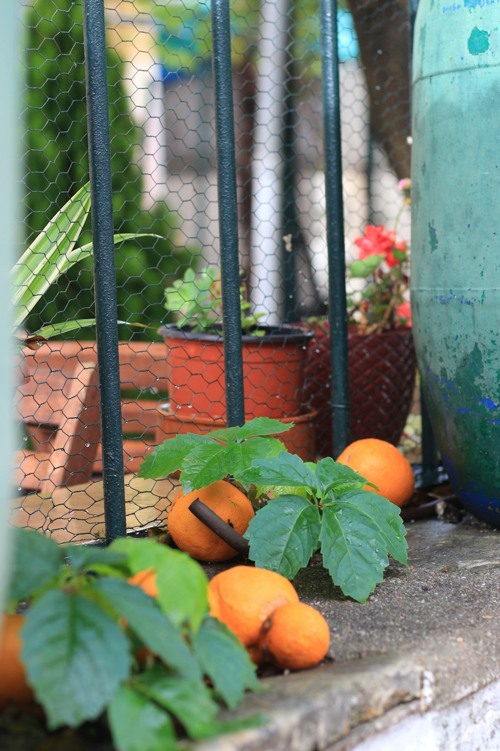 orange fruits on green metal container