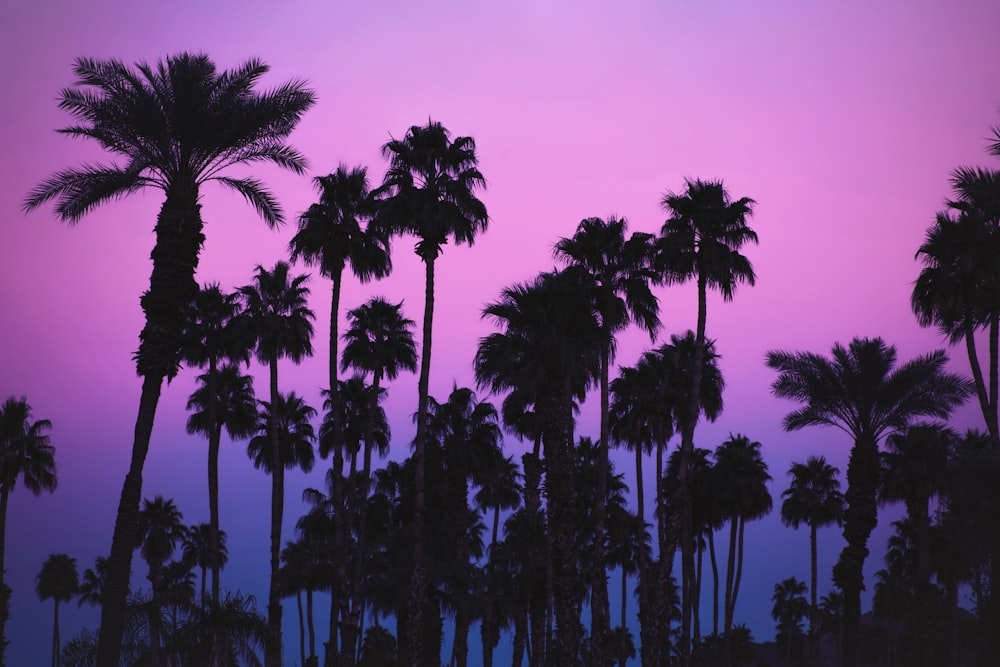 green palm trees under purple sky