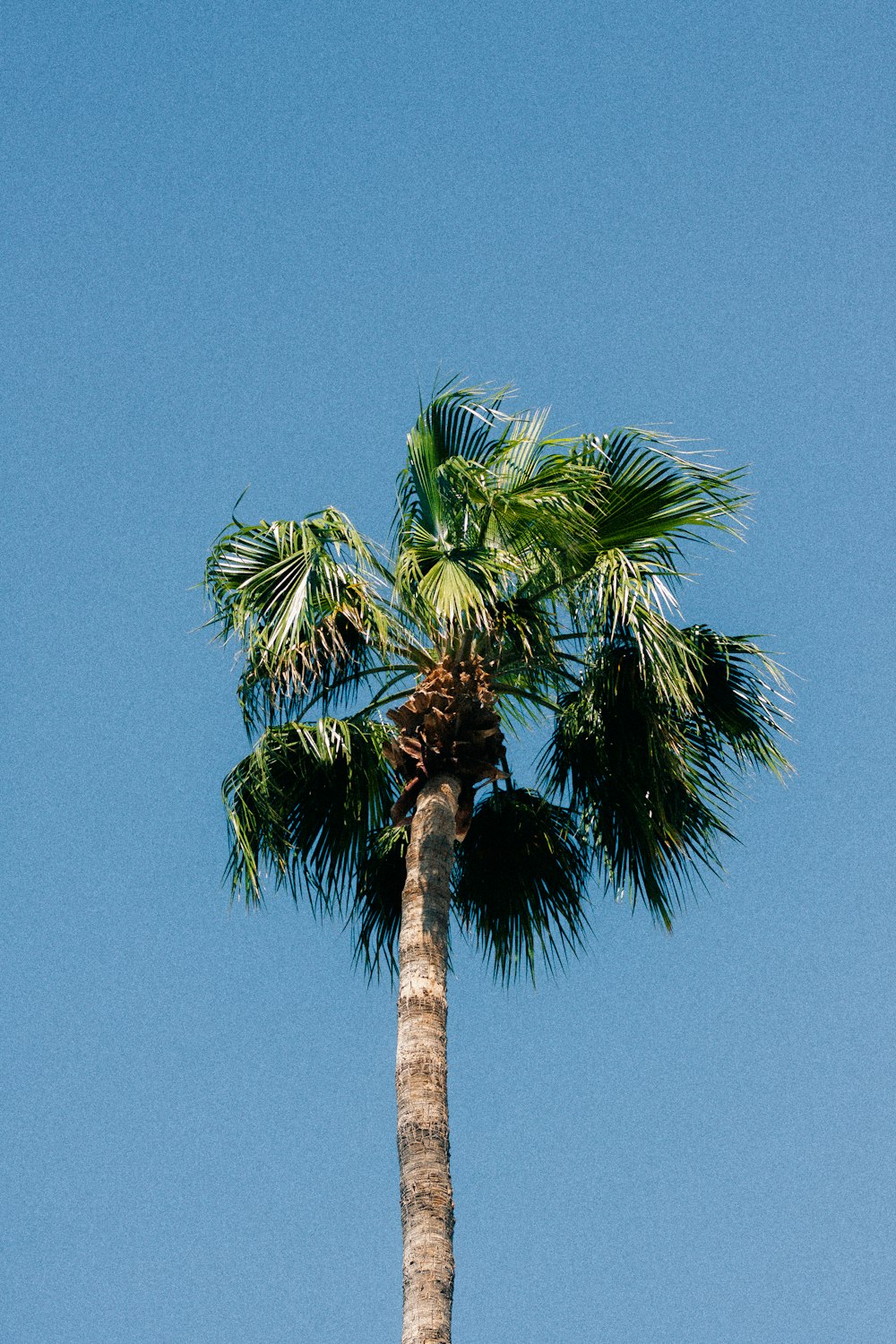Palmier vert sous ciel bleu pendant la journée
