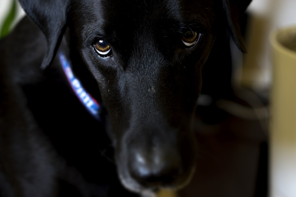 black labrador retriever puppy in blue collar