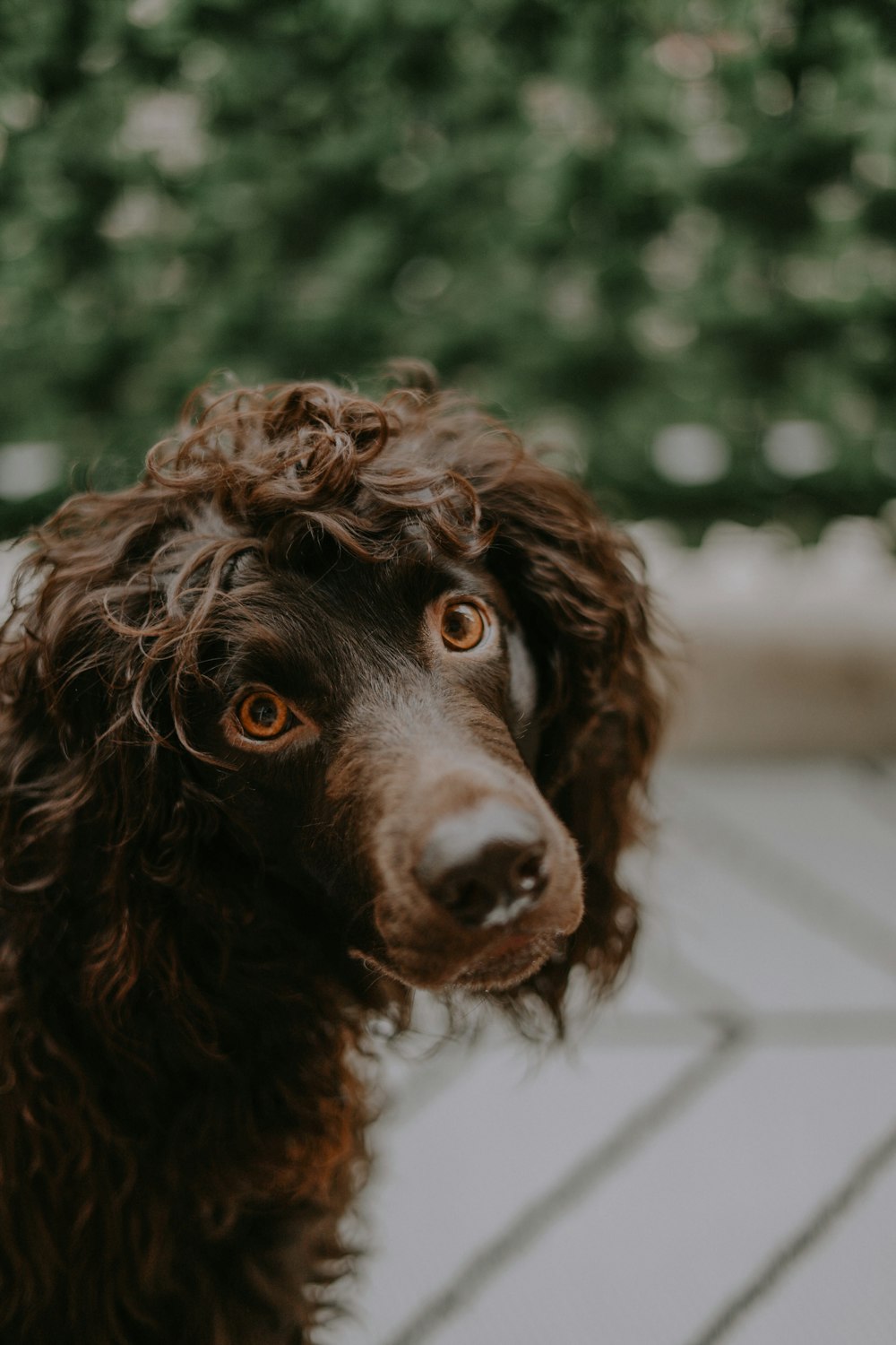 brown curly haired small sized dog