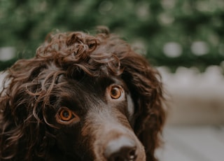 brown curly haired small sized dog