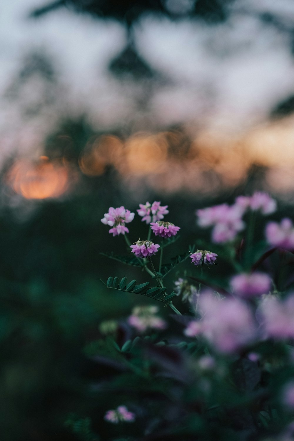 purple flowers in tilt shift lens